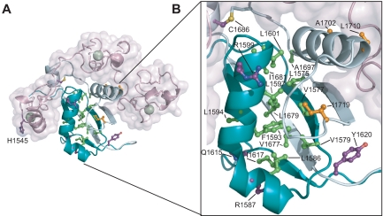 T-ALL tumor associated mutations in Notch1 NRR. (A) Structural representation highlighting T-ALL mutations. Side chains of residues mutated in T-ALL patients are shown in ball-and-stick form. Residues are colored according to mutation site: core (green), interface (orange), or partially exposed (purple). (B) Close-up view of mutations in the HD domain.