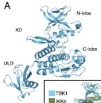 Structure of the KD domain in TBK1. 