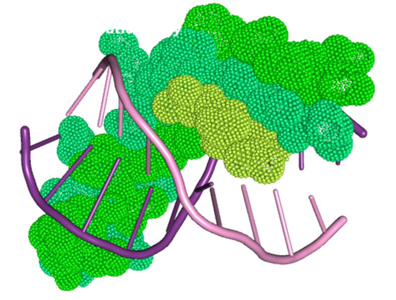 Image:Tus 2 DNA-binding domain.jpg