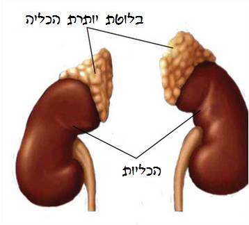 Image:בלוטת יותרת הכליה.jpg