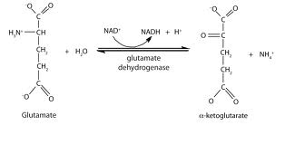 Figure 4. Mechanism of Glutamate Dehydrogenase