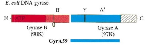 Image:Gyrasegene.jpg
