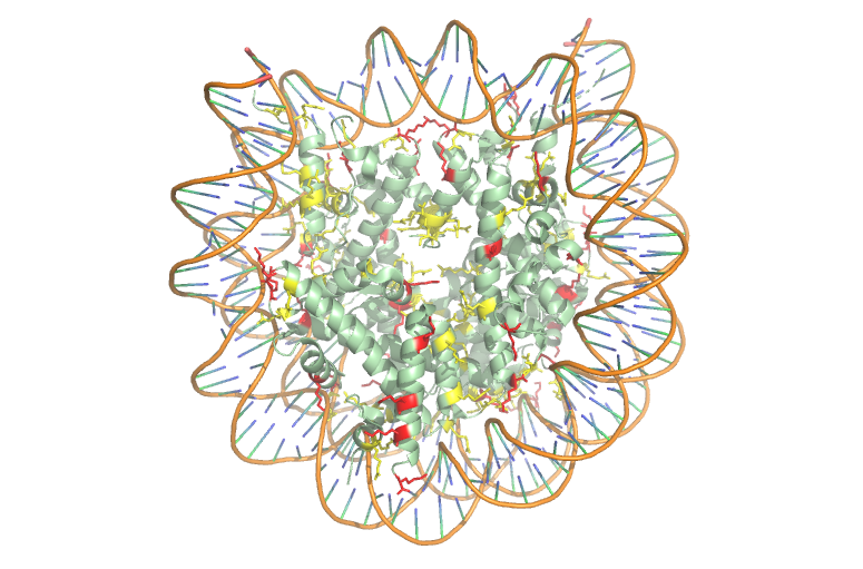 Image:Histone NEW w DNA.png