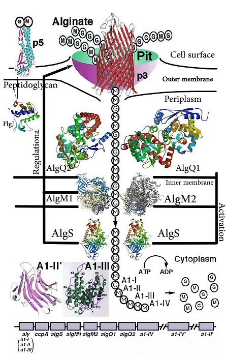 Image:ABC Transporter.jpg