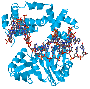 Image:DNA Pol b.png
