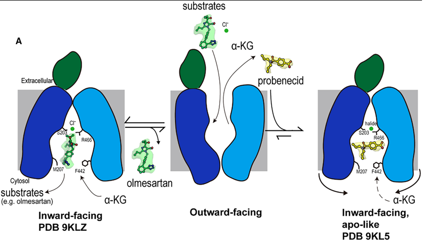Fig 2. Mechanism of olmesartan binding and conformational inhibition by probenecid. A) When the transporter is in its outward-facing conformation, substrates or inhibitors enter the central binding pocket and undergo structural rearrangement to the inward-facing conformation. When olmesartan interacts with the bottom gating residues M207 and F442, the side chains S203, Y230 (not shown here), and R466 appear to rearrange to coordinate with a chloride ion and drug compared to the apo structure. Whereas probenecid binding induces an additional conformation change for inhibition (apo-like conformation).