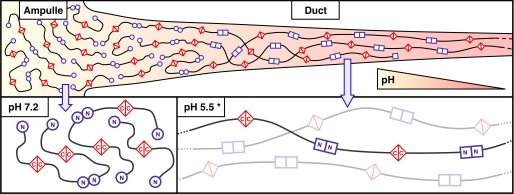 Model of MaSps assembly into fibers according to the pH conditions.
