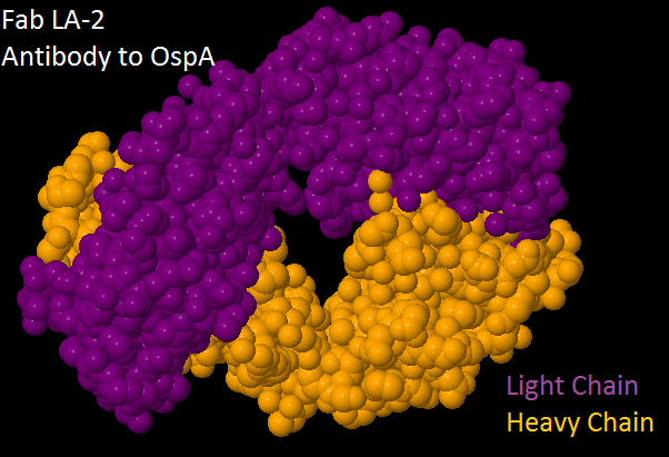 Image:Antibody ospa.png