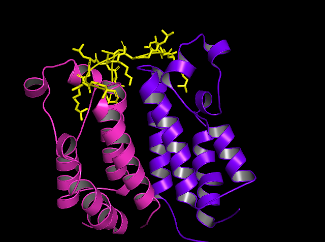 Image:BD1HomodimerTertiaryStructure.png
