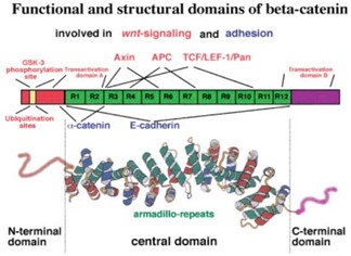 Image:Domains of beta catenin.jpg