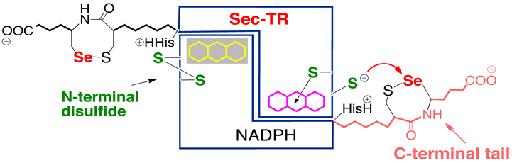 Image:MechanismUpdated.png