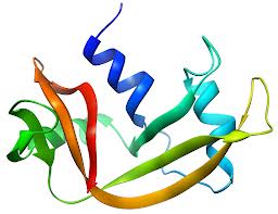 Image:RNase image.jpg