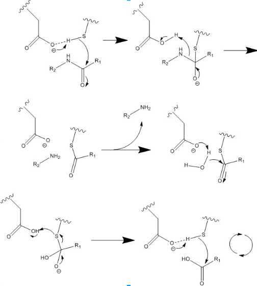 Image:Mechanism caspase 6.PNG
