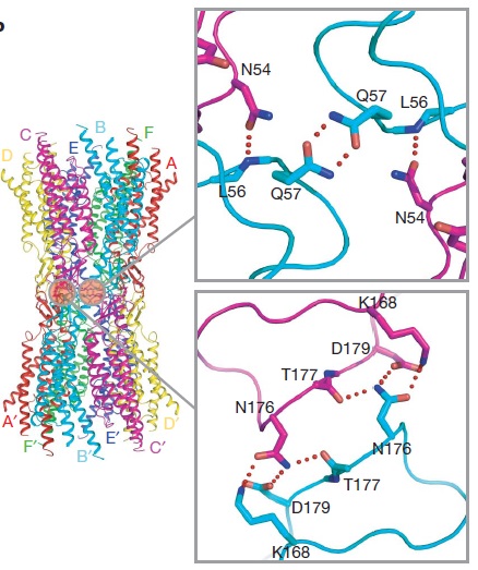 Intracellular interactions