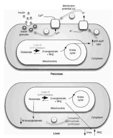 Figure 5. This schematic shows how the loss GTP inhibition can cause the hyperstimulated secretion of insulin (top) and the elevated serum levels of ammonium (bottom). In the pancreas, the loss of GTP inhibition increases the flux of glutamate to the Krebs cycle, leading to elevated ATP levels and secretion of insulin. In the liver, not only does accelerated catabolism increase the levels of ammonium, but the lower levels of glutamate also decrease the production of N-acetylglutamate.