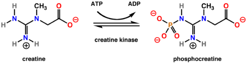 Image:500px-Creatine kinase rxn.png