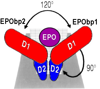 Image:orientation.jpg