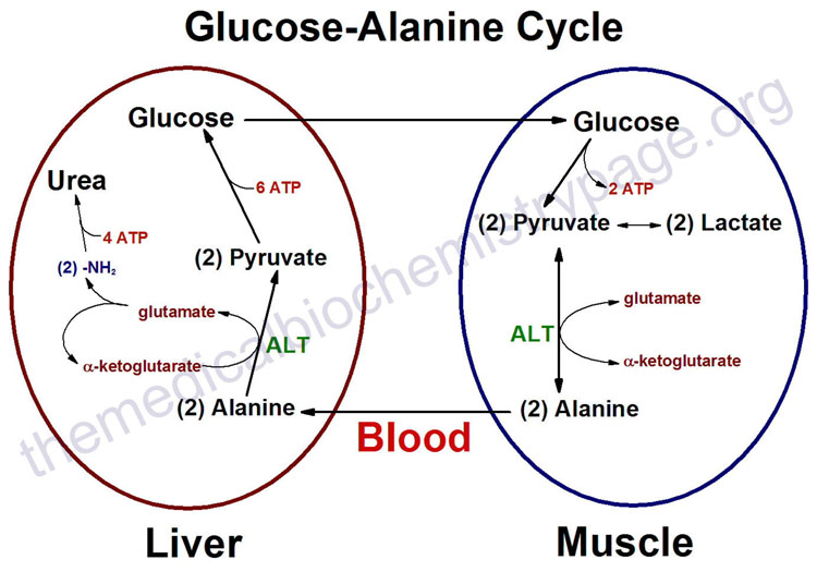 Image:Glucose-alanine-cycle.jpg