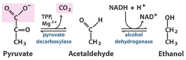 Image:Pyruvate decarb 1.jpg