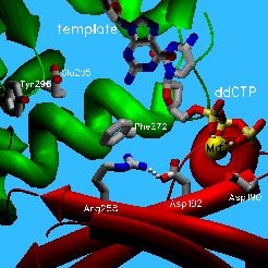 Image:PolB 3.gif