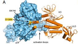 When S172 isn't phosphorylated, the activation loop binds to the active site of another protomer, providing the phosphorylation of substrates. 