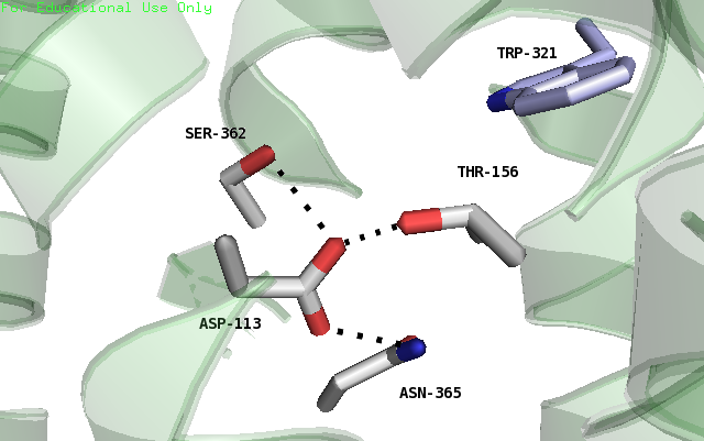 Image:Na+ Binding Pocket New For Proteopedia.png