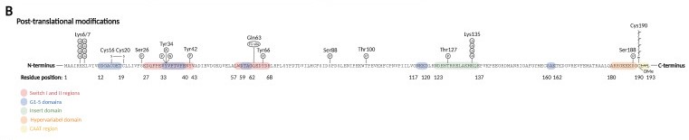 Image:Pos-translational modifications RhoA.jpg