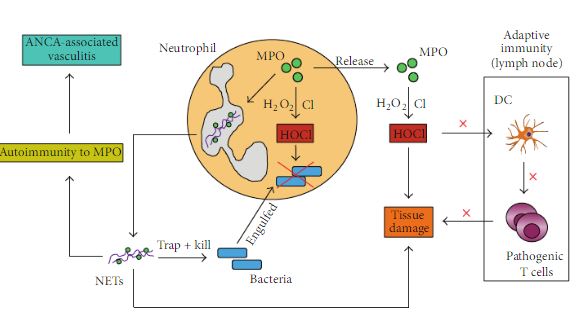 Image:Neutrophil_Process.JPG