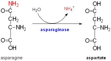 Image:Asparaginase-reaction.jpg
