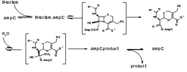 Image:Biochem_group_project-function.PNG