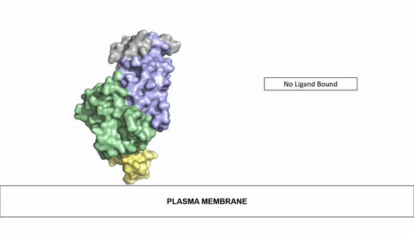 Figure 2: Gif-image of the conformational change occurring in the extracellular region of Anaplastic Lymphoma Kinase once the AUG ligand has bound to the ligand binding site. This change is stabilized through contacts of the AUG and the plasma membrane. The video was made using stop motion animation techniques, then converted to gif format using EZgif.