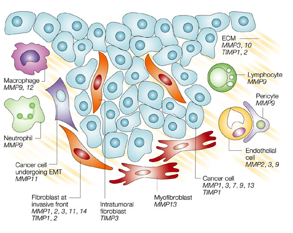 Image:mmp_cells.jpg