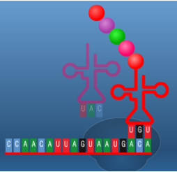 Image:תמונה4.png