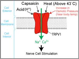 Image:agonists.jpg