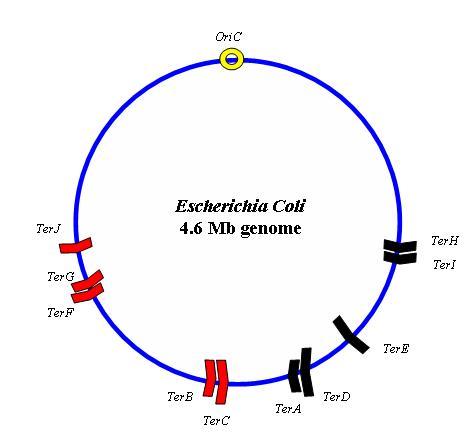 Image:EColi chromosome map.jpg