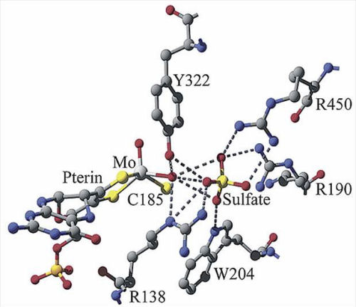 Image:Sulfite-oxidase-active-site-500w.jpg