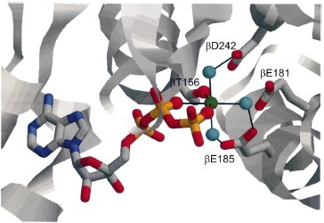 Octahedral coordination of Mg2+ in the catalytic site of ATP synthase.