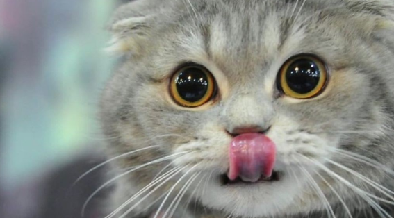 Image:Gato.PNG