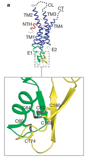 The reaction begins when a hydronium ion binds to the enzyme on the cytoplasmic surface.6 MgATP will phosphorylate the enzyme at an Asp386 residue in a DKTG amino acid sequence to form the E1~Pi H+ intermediate.6 E1 undergoes a conformational change to form E2, where the ion site is exposed and H+ is released at a pH ~ 1.0.7 Extracellular K+ ions then bind to the same exposed region and the enzyme dephosphorylates.7 An occluded form of the enzyme (trapped) is formed once K+ ions bind; the enzyme de-occludes, reforms the E1 complex, and K+ is released.7