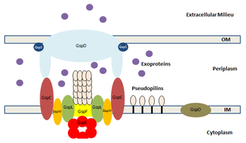 Fig. 1. Components of T2SS.