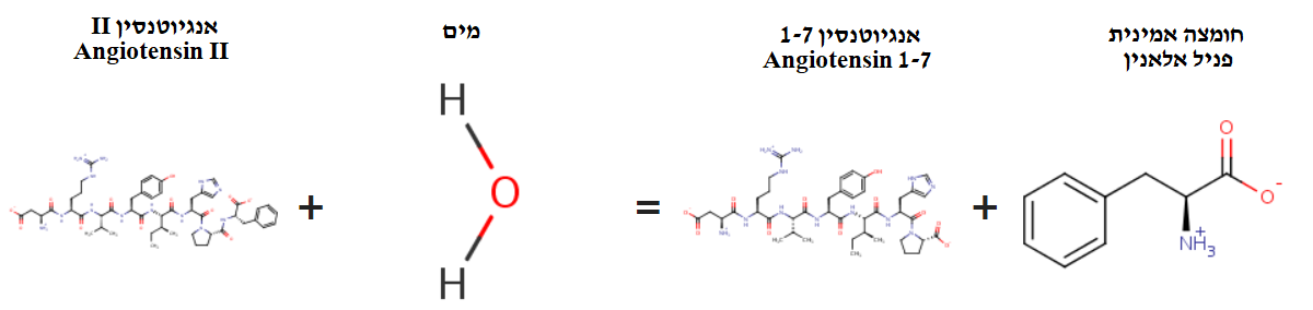 Image:ACE2-Reaction.png