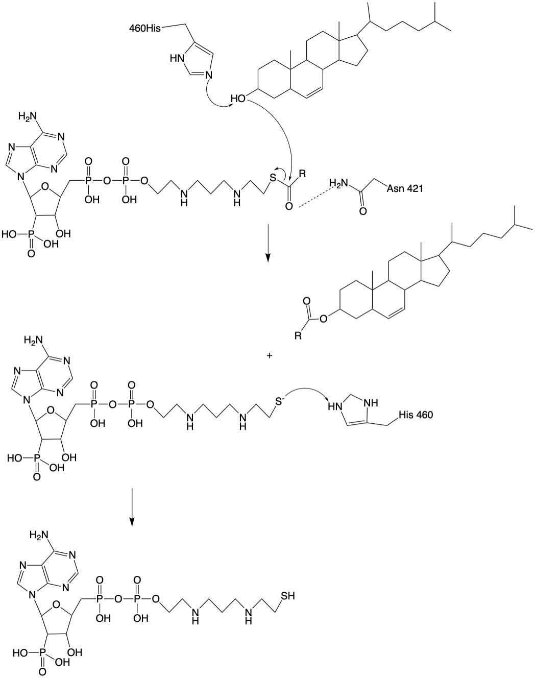 Image:acatmechanism.jpg