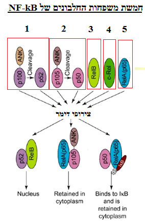 Image:משפחות NFKB.png
