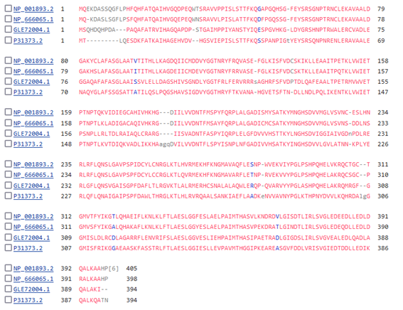 Alignment of the amino acid sequences of cystathionine gamma-lyase protein from Homo sapiens, Mus musculus, Pseudomonas aeruginosa (7ba4), and Saccharomyces cerevisiae (1n8p), showing high similarity across different lineages. Alignment by COBALT NCBI tool.