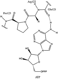 Image:ATP_and_Pim1_binding.jpg