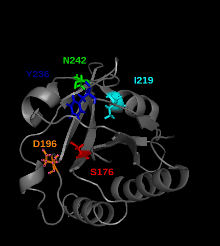 Image:Free_GAF_A_domain_residues_that_binds_cGMP.png