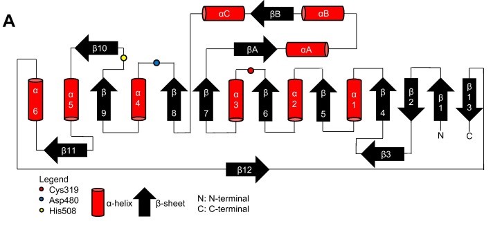 Image:Proteins-cn.jpg