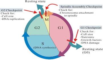 Image:Cell_cycle_check_points.jpg