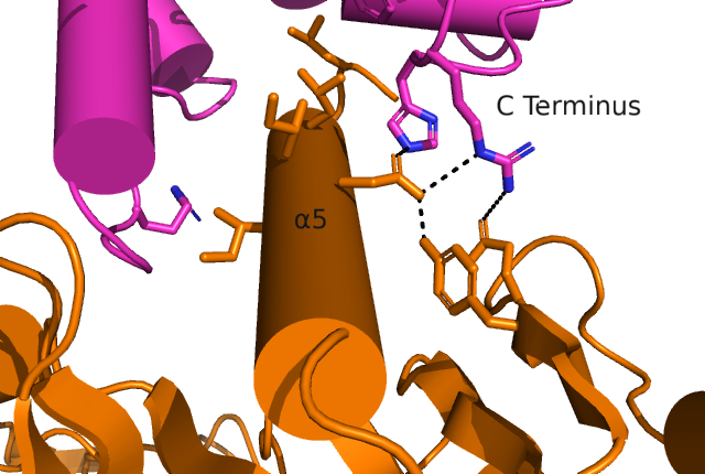 Image:Protein Interaction with G Protein.png