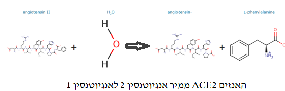 Image:ACE2 REACTION.png